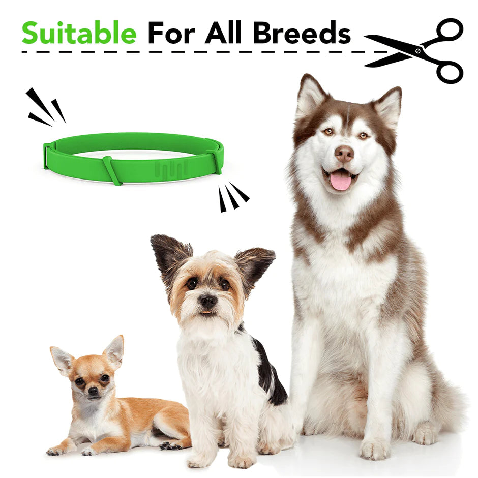 Dog and Cat Collar to Repel and Kill  Fleas, Ticks, Mosquitoes and Other Insects  38Cm 70Cm For Big and Small Dogs and Cats Pet Safe Formula and Waterproof